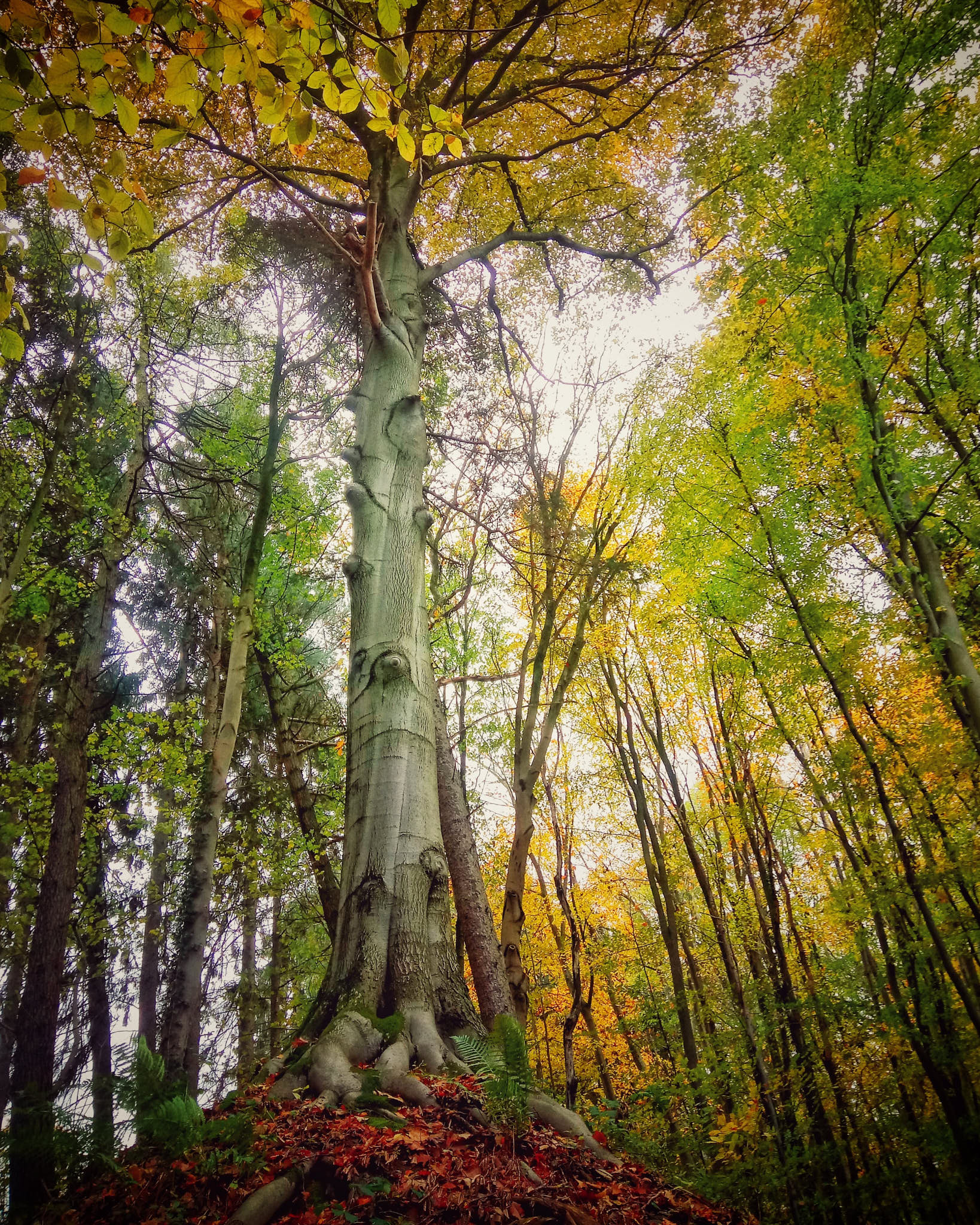 Arbre objectif et martelage — gestion forestière en Wallonie