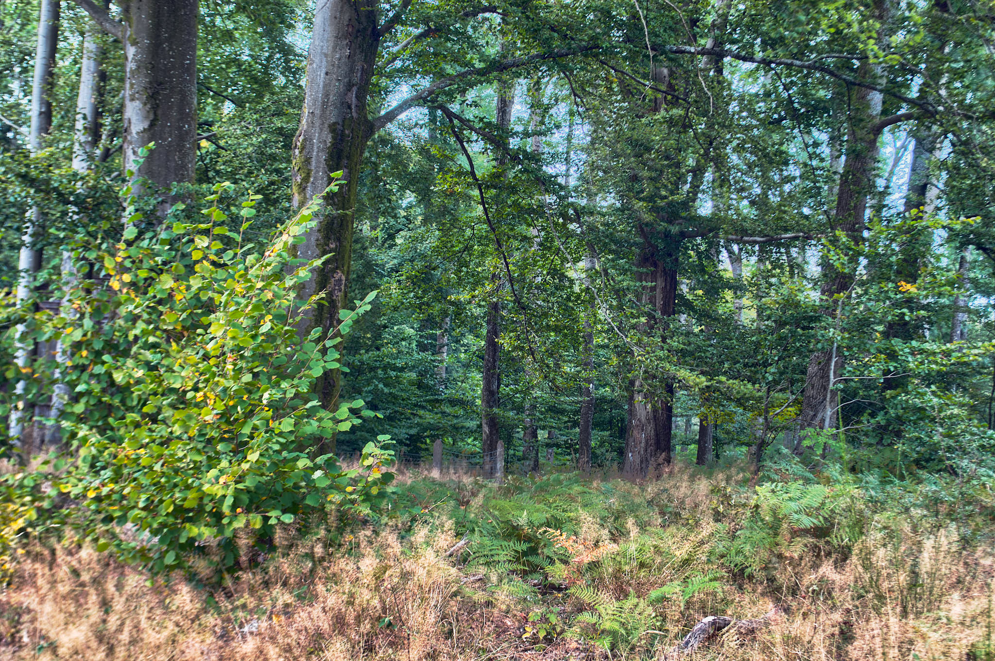 Futaie irrégulière en Wallonie — sylviculture Pro Silva