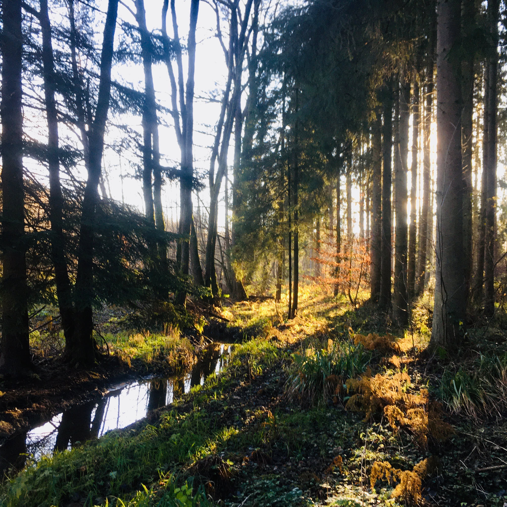 Mélange d'essences et d'âges en peuplement forestier