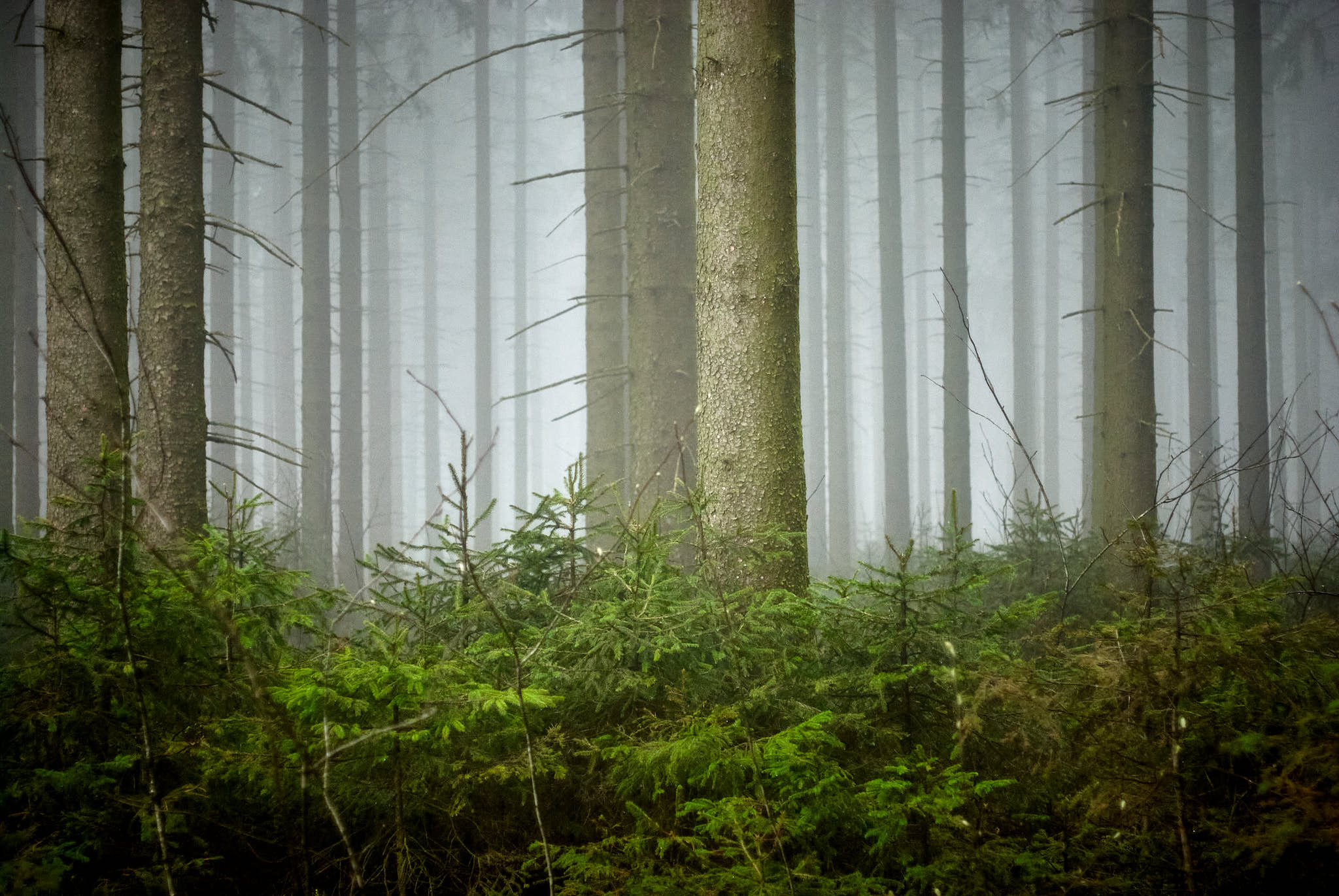 Régénération naturelle en forêt wallonne